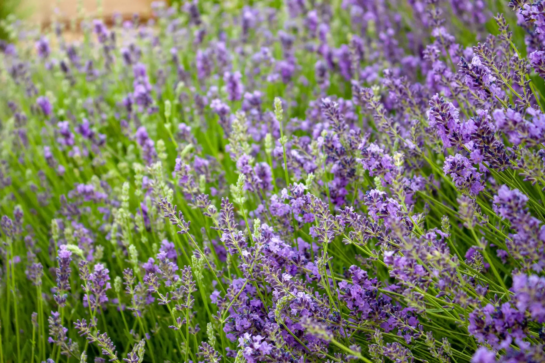 Field of small purple flowers